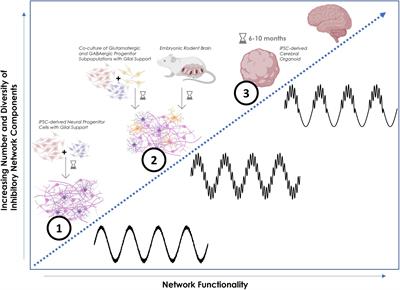 GABAergic interneuron diversity and organization are crucial for the generation of human-specific functional neural networks in cerebral organoids